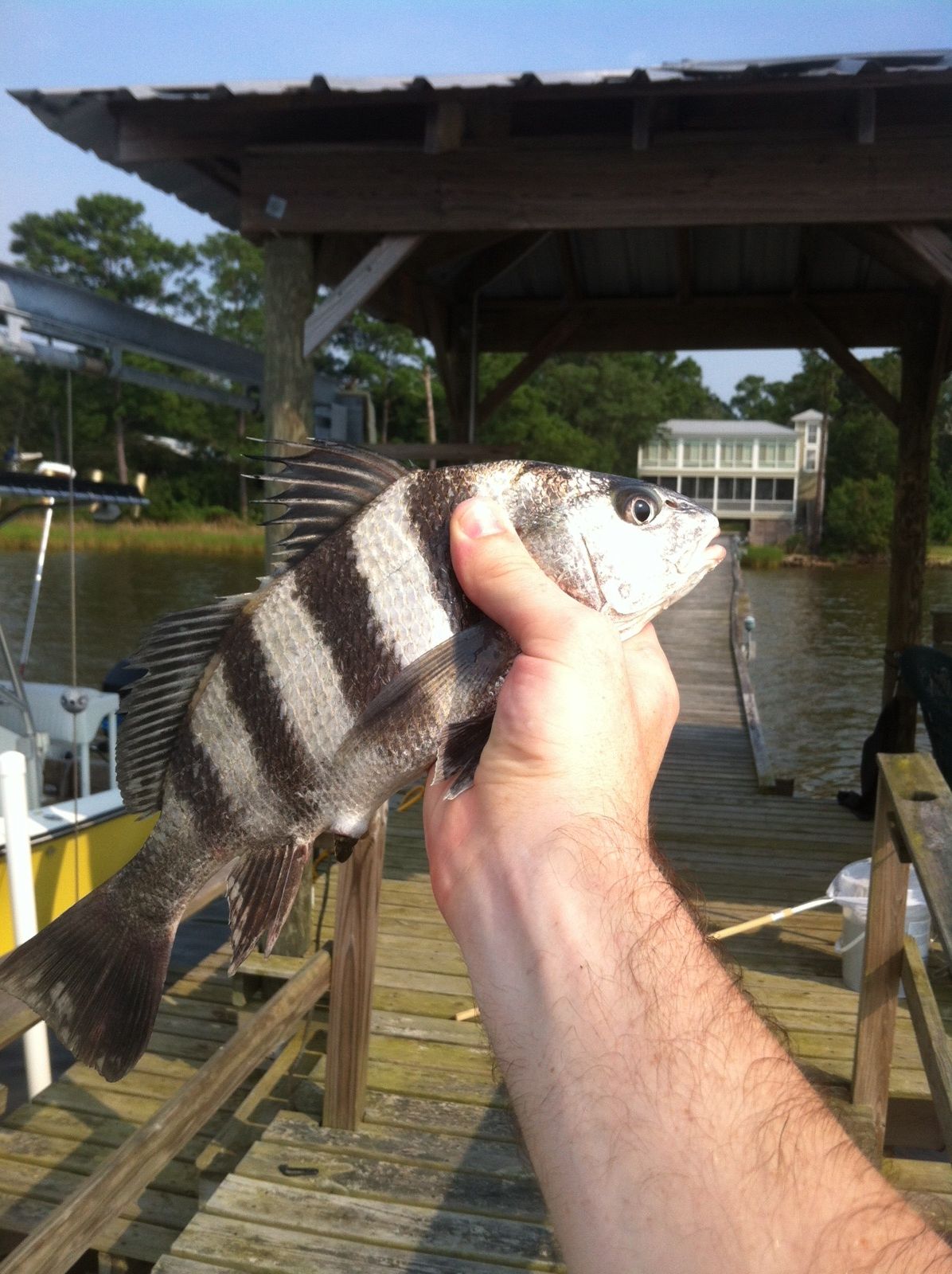 Juvenile Black Drum Fish