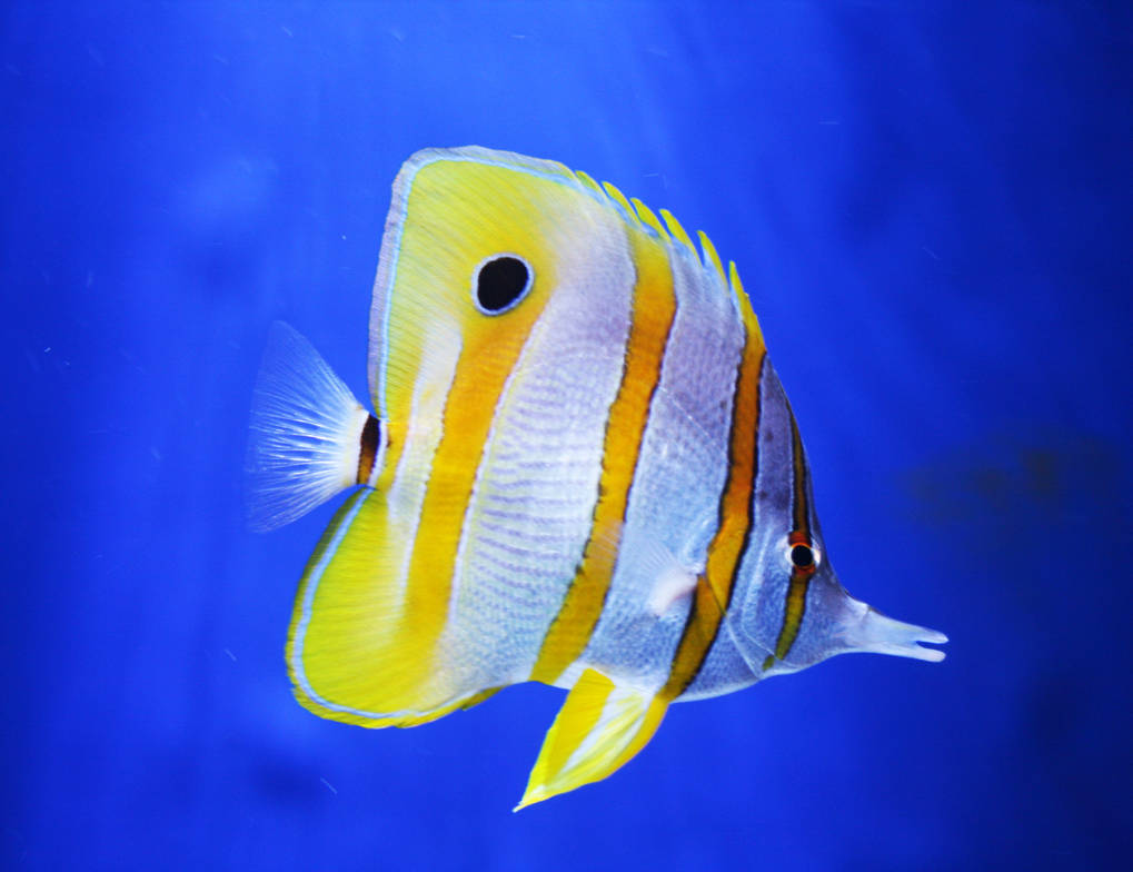 Copperband-butterflyfish