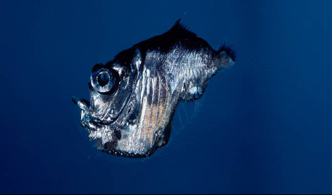 Hatchetfish