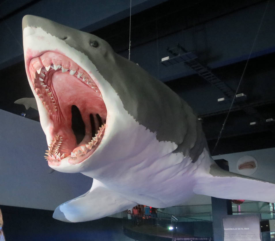 Reconstruccin de un Megalodon a escala real y un