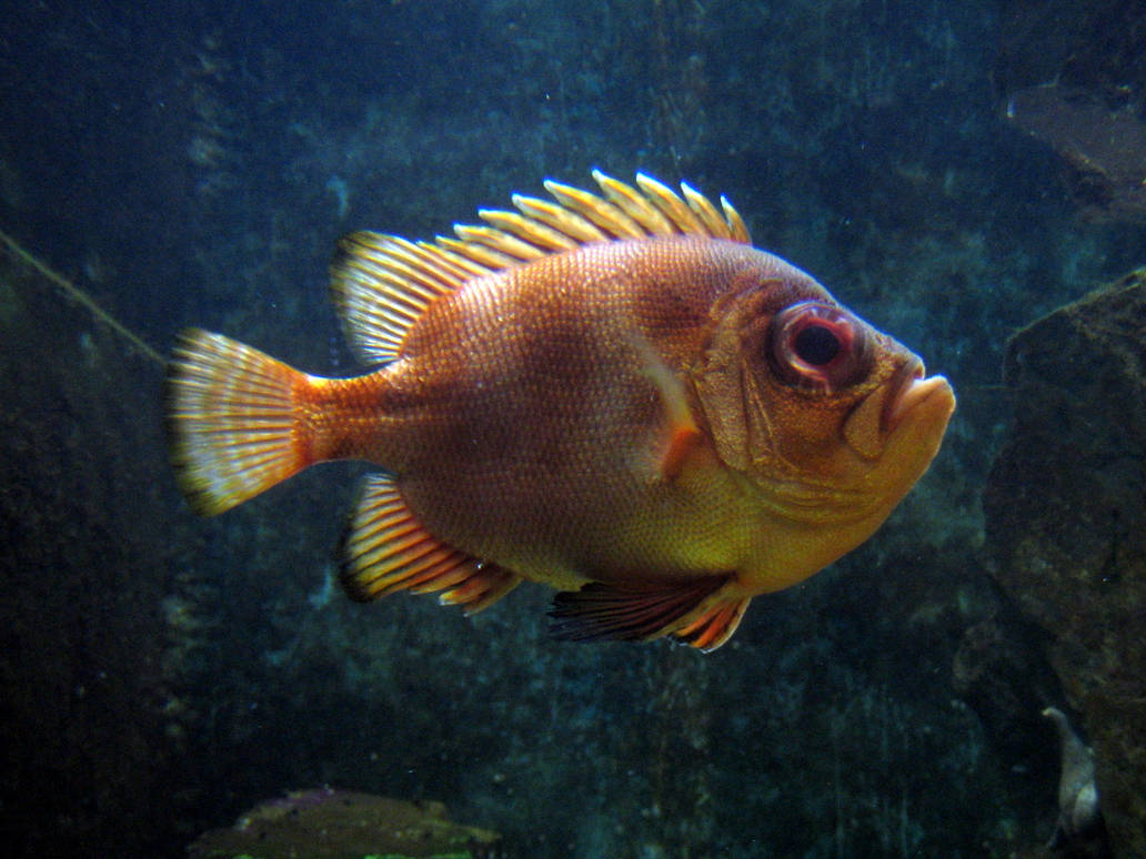 Glotzaugenbarsch (Pristigenys serrula)