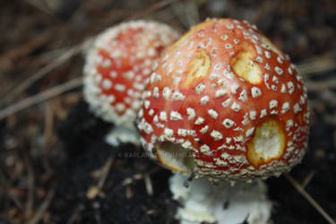 Amanita Muscaria