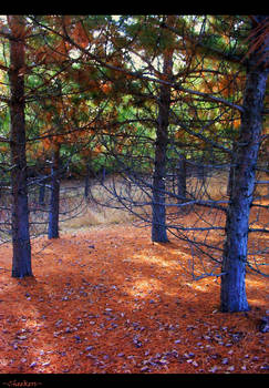 The Pine Stand