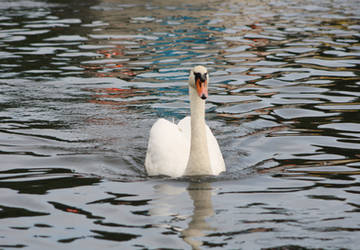 Swan coming closer