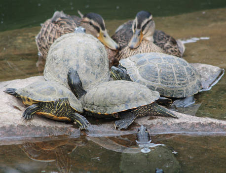 Tortoises relaxing with ducks