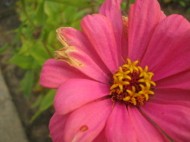 Pinkish Flower Bloom