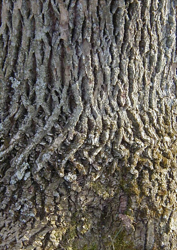 Tree Texture