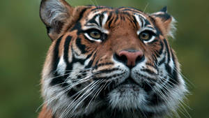 Sumatran-tiger-portrait-159189168-c3bc4edd6d854dd4