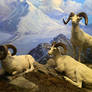 Dall sheep