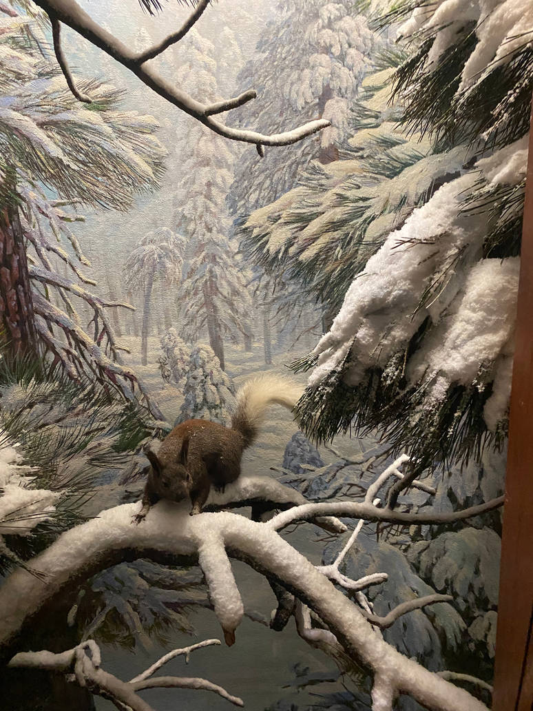 Abert Squirrel By Tigerclaw82 On DeviantArt