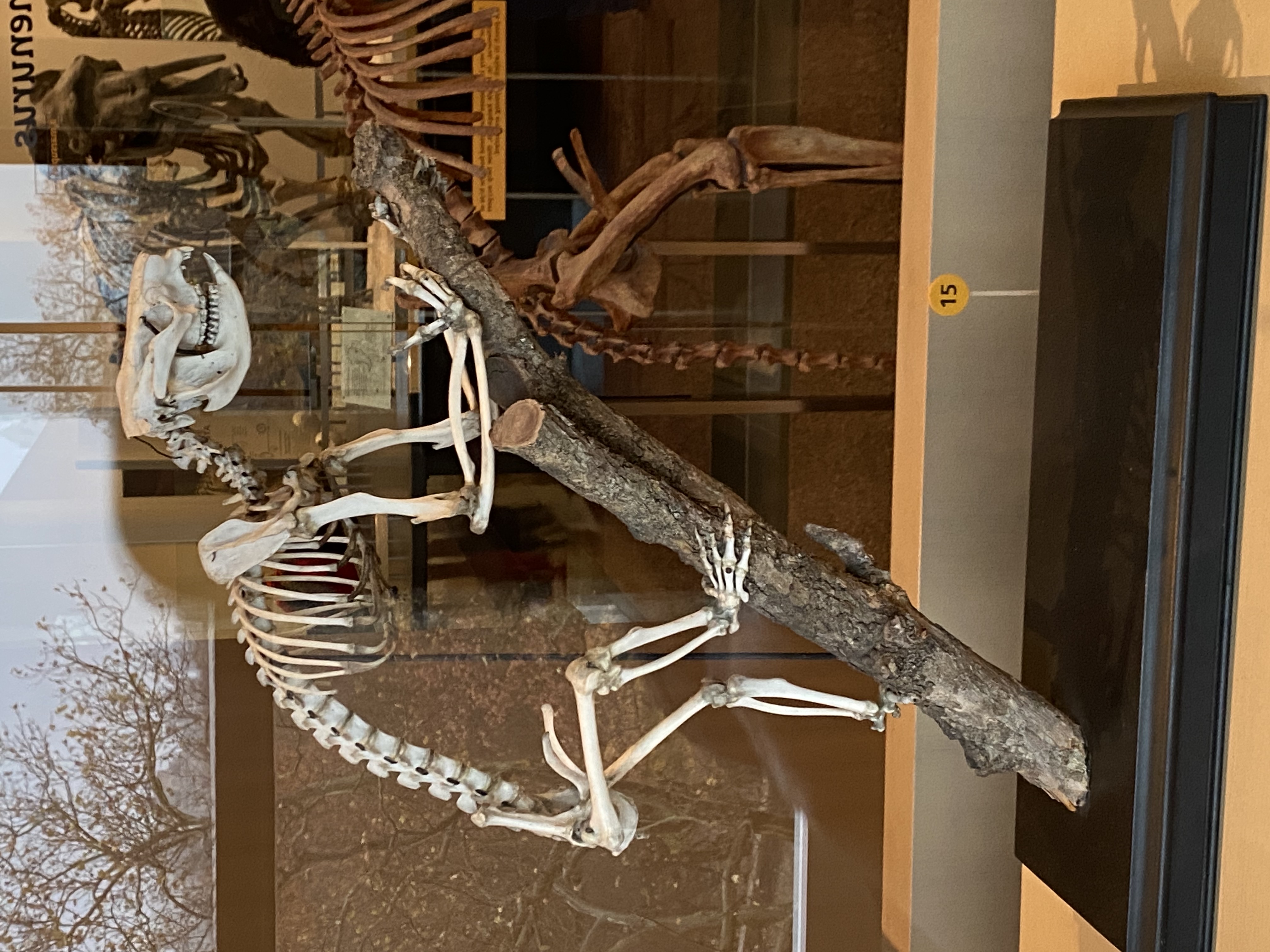 Koala skeleton by Tigerclaw82 on DeviantArt