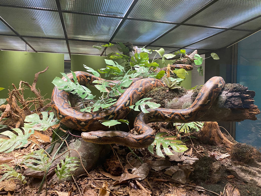 Reticulated python by Tigerclaw82 on DeviantArt