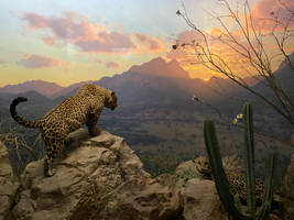 Jaguars at Sunset