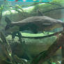 Ripsaw catfish (Dolphin)