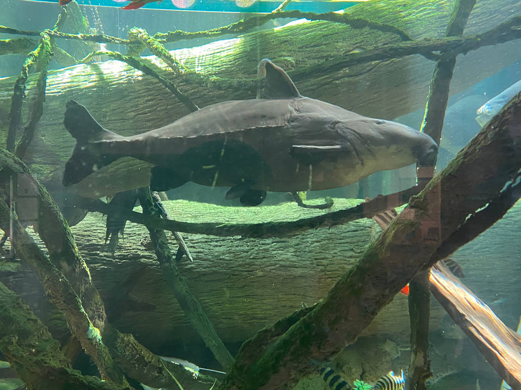 Ripsaw catfish (Dolphin) by Tigerstar82 on DeviantArt