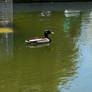 Mallard Duck 