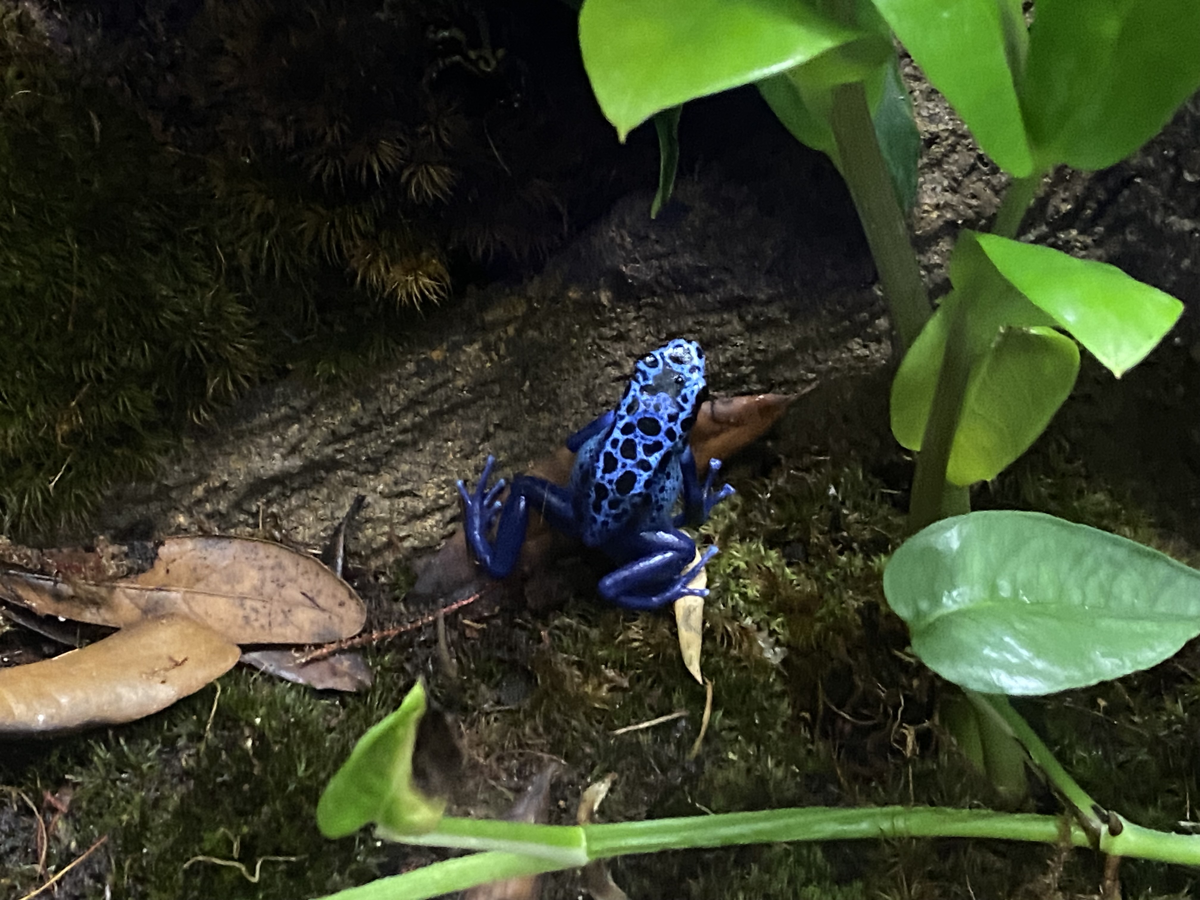 Dyeing Poison Dart Frog dyeing-poison-dart-frog
