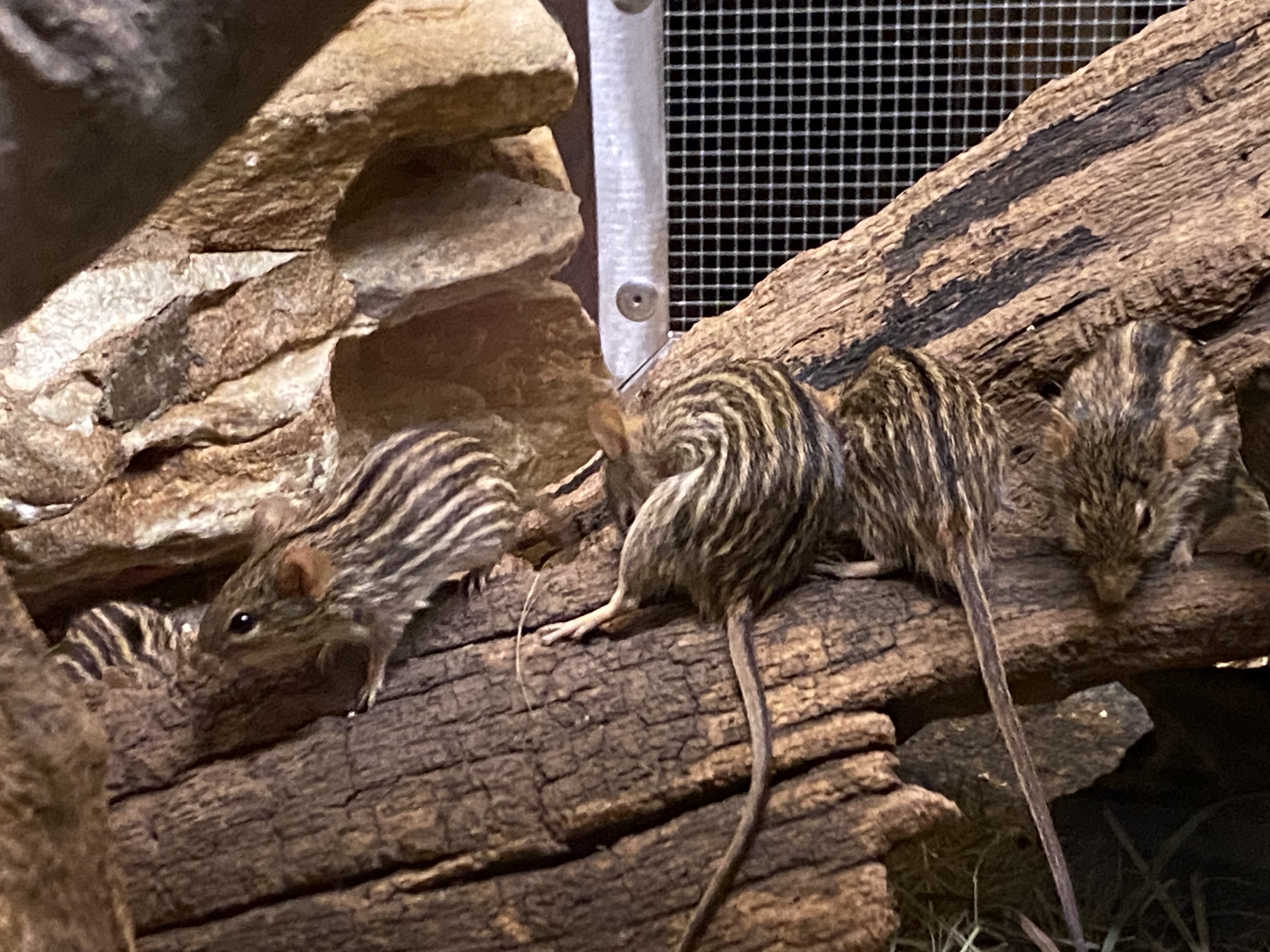 Zebra mice by Tigerclaw82 on DeviantArt