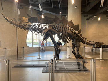 Apex the Stegosaurus