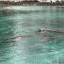 Sea Lion Winter Pool Party