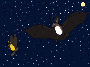Bat vs Moth