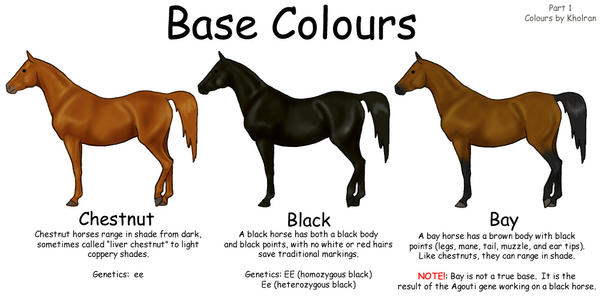 Equine Colours- Base Colours