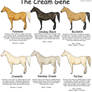 Equine Colours- The Cream Gene