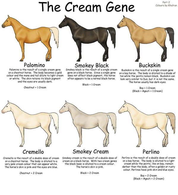 Equine Colours- The Cream Gene