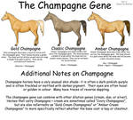 Equine Colors- Champagne