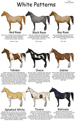 Equine Colors- White Patterns