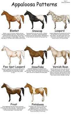 Equine Colors- Appy Patterns