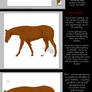 How to Colour Horses