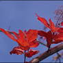 red beauty