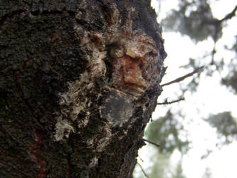 Face in Tree