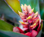 Flower by Tasha10798