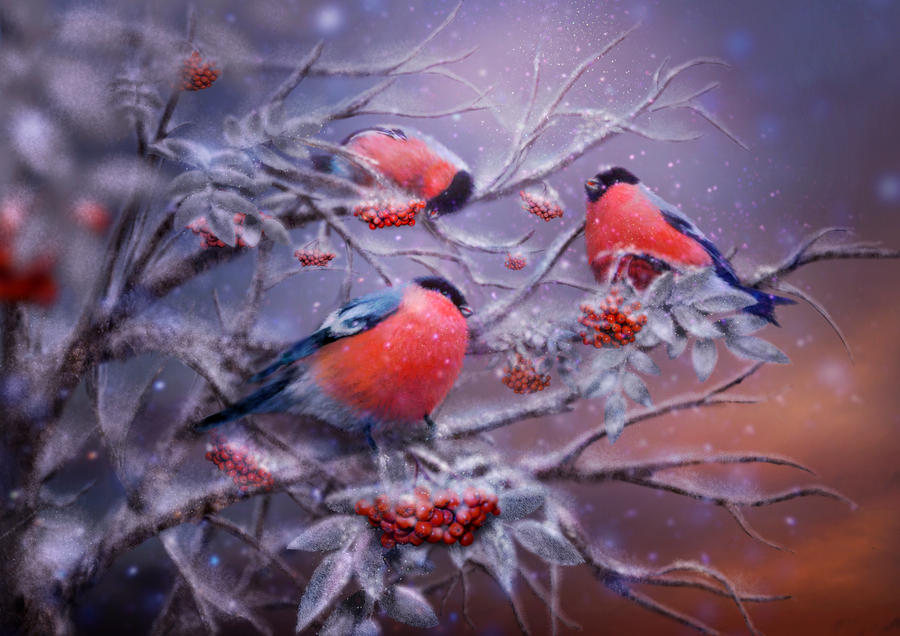 Bullfinches by Poglazovs