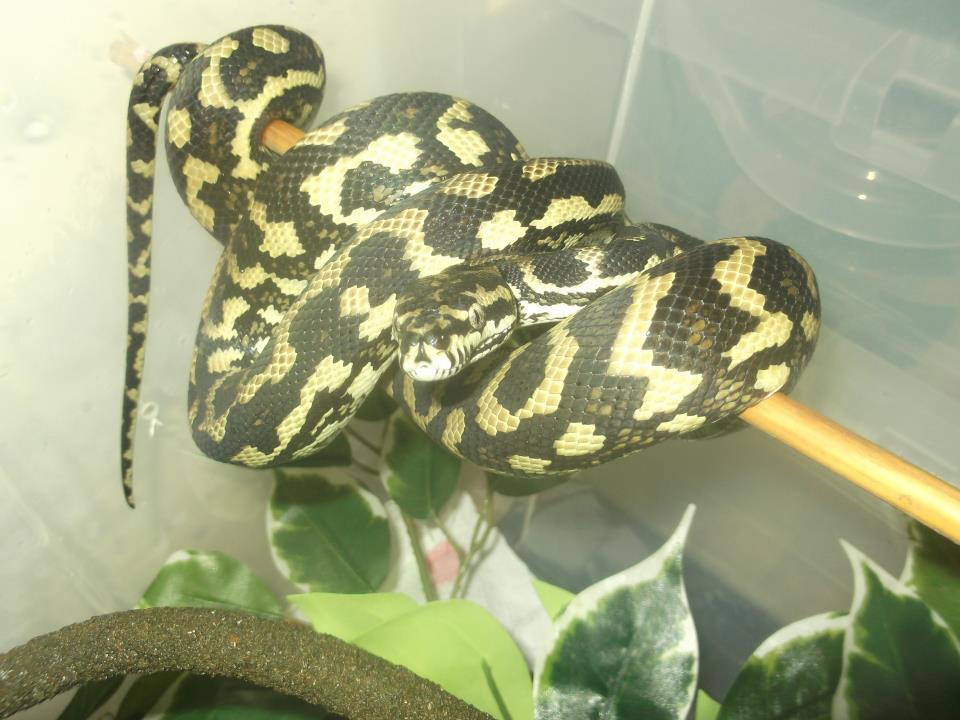 Jungle python by Froggy3 on DeviantArt