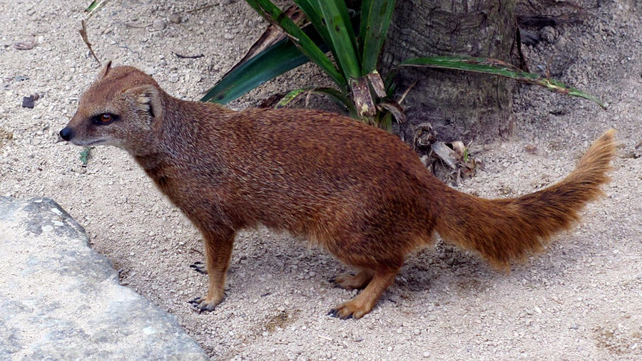 Yellow Mongoose