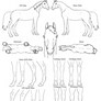Equine Markings Worksheet