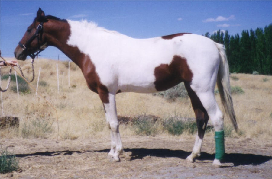 Stock - NSH Mare