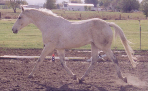 Stock - Thoroughbred Trotting