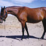 Stock - Bay Arabian Mare