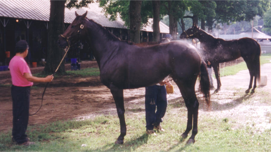 Stock - Saratoga TB Wash