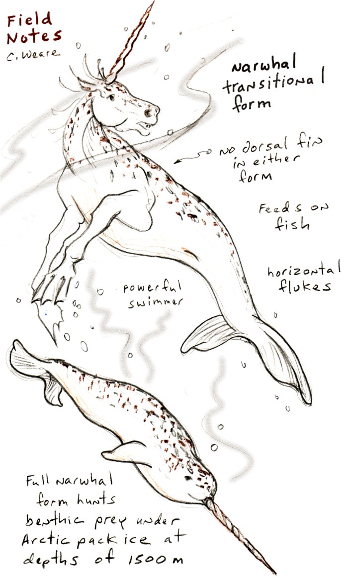 Narwhal Notes