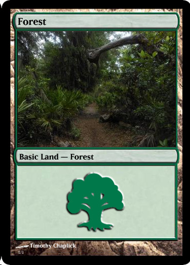 Magic Forest Cumberland Island Photo Card IV