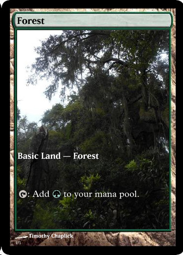 Magic Forest Cumberland Island Photo Card V