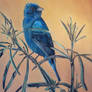 Indigo Bunting (Passerina cyanea)