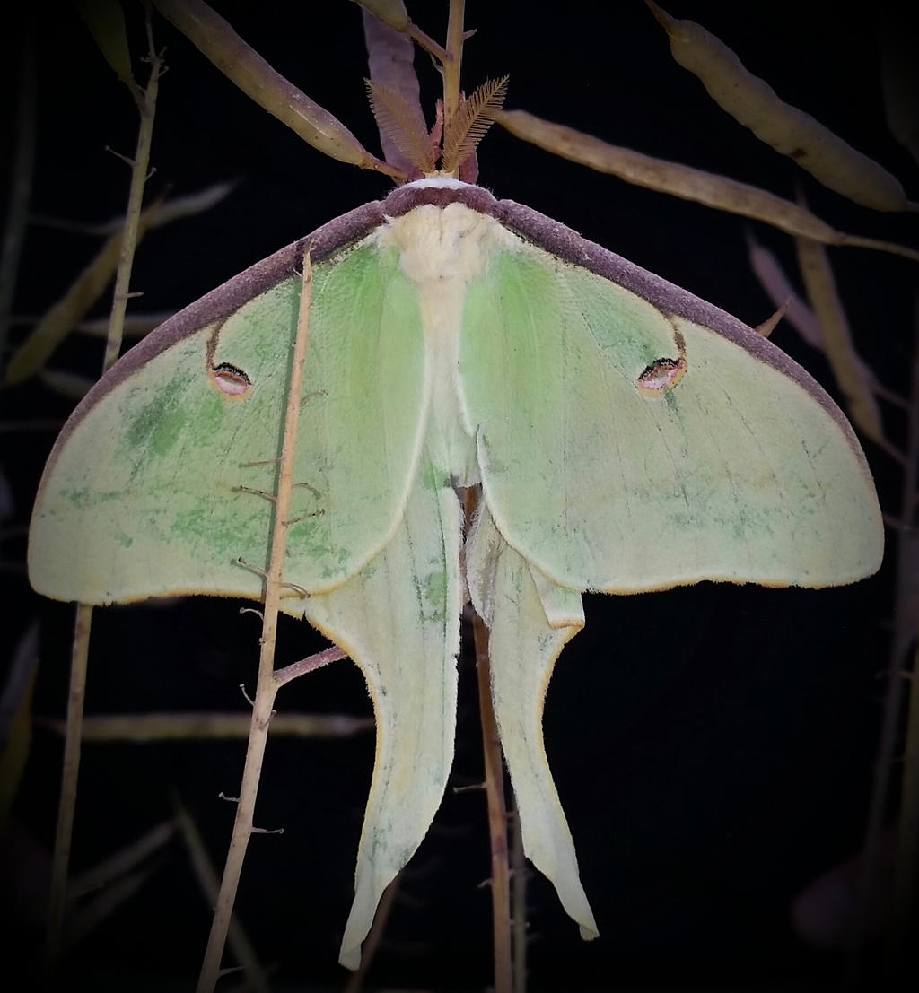 Luna Moth