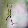 Batik Golden Orb Web Spider and Babies