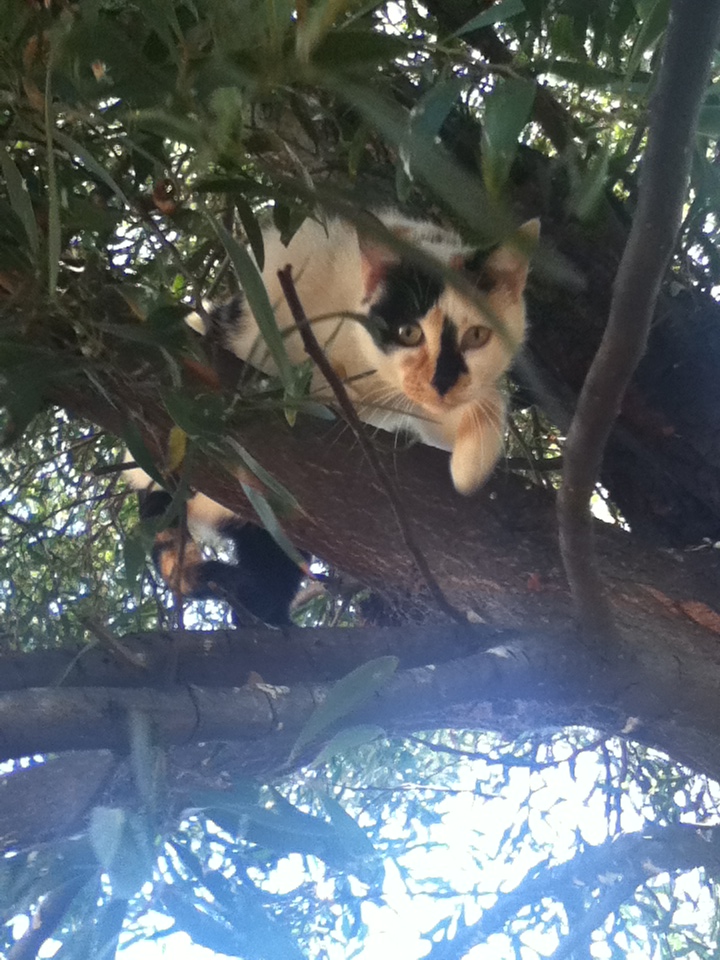 Missy in the tree.